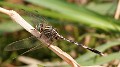 J01_1815 Orthetrum sabina male